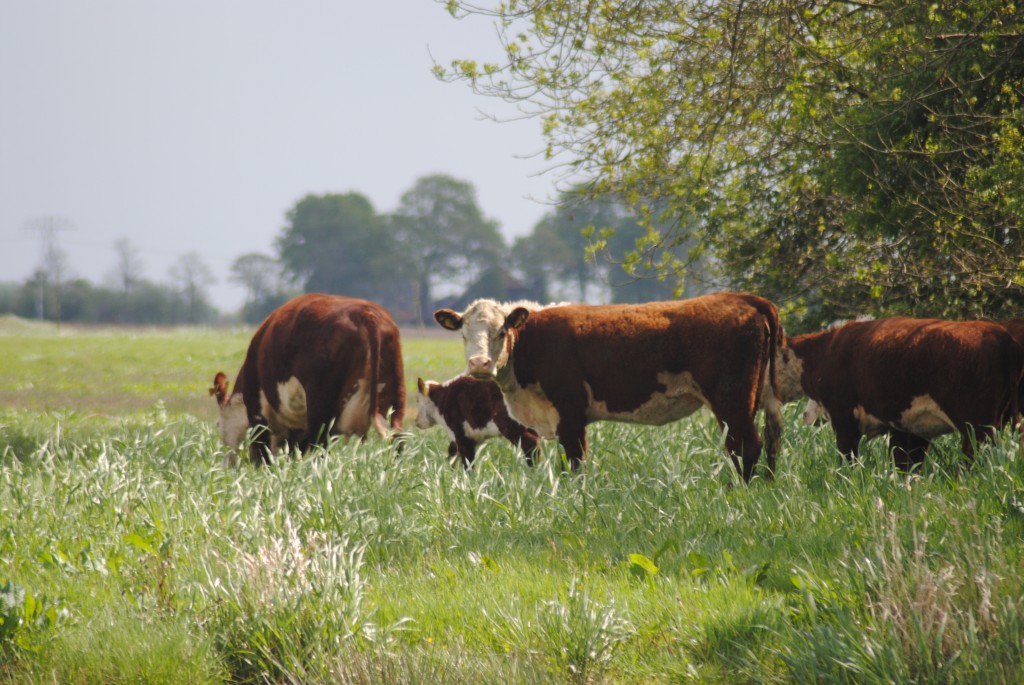 Natuurboerderij