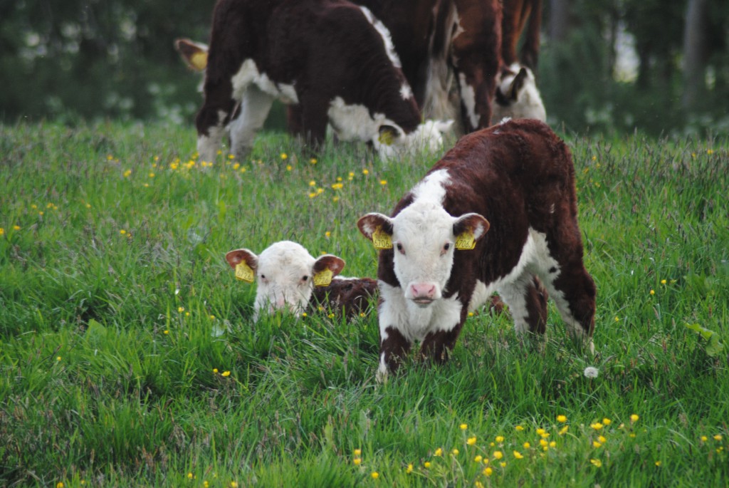 Natuurboerderij