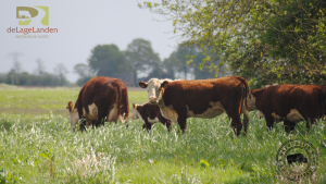 Natuurbegrazing